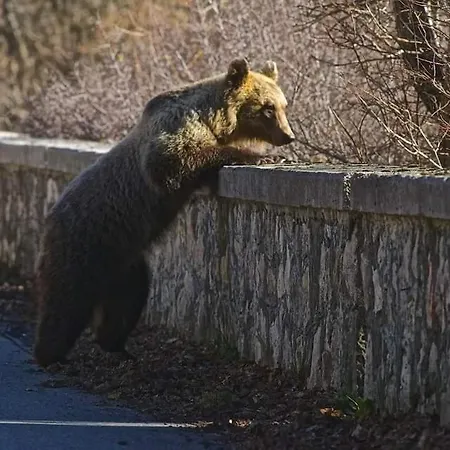 Carmela E Gennaro ヴィッレッタ・バッレーア