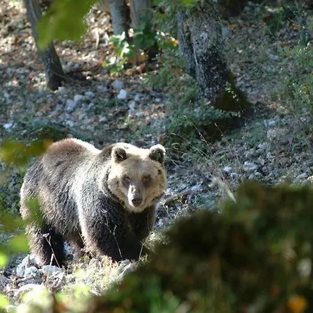 Carmela E Gennaro アパート