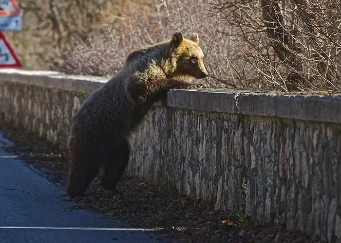 Carmela E Gennaro Виллетта-Барреа