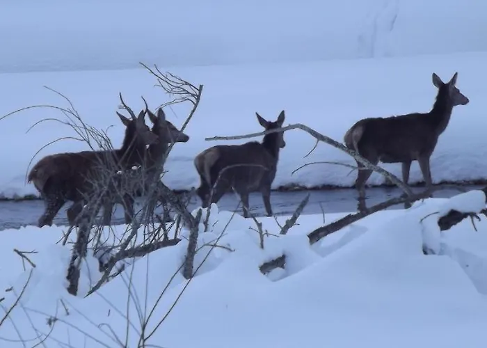 Appartamento Carmela E Gennaro Villetta Barrea